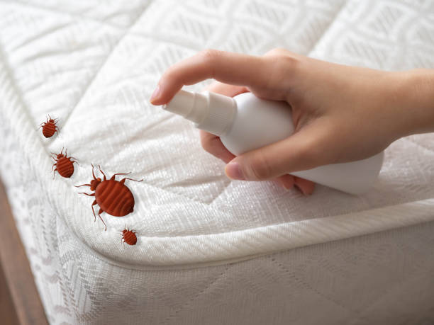 Best Residential Pest Control  in Murphys, CA